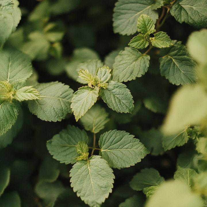 Actual product image Plant in a Box Rubus fruticosus Thornfree - set of 2 blackberry plants (50 cm)
