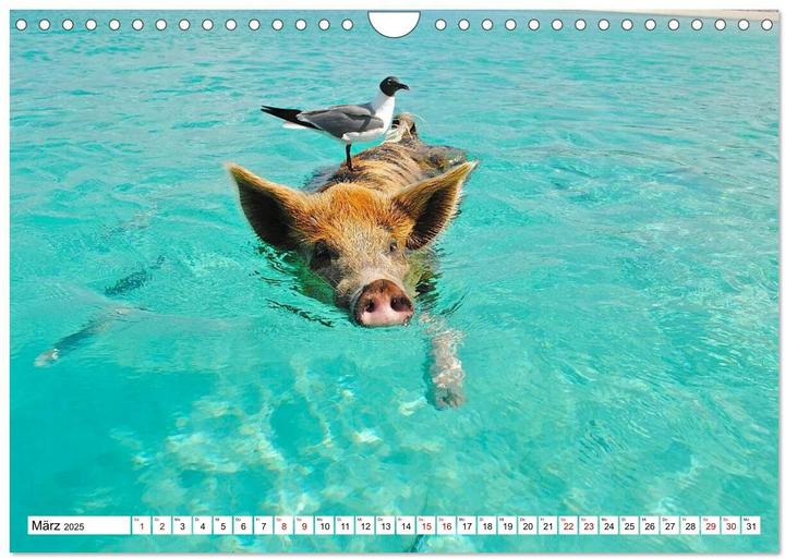 Image du produit Schweine im Dauerurlaub auf den Bahamas! (Wandkalender 2025 DIN A4 quer), Monatskalender (A4, Allemand)