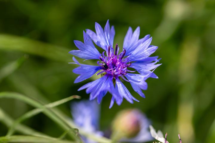 Immagine prodotto Zollinger Bio Fiordaliso (annuale svernante) (Pianta bulbosa)