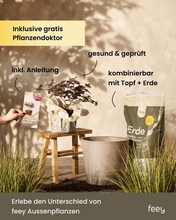 Produktbild feey Lavendel (15 cm, Tierfreundlich)