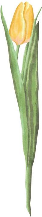 Immagine prodotto Trenddeko Tulipano acquerello (12 x 60 cm, 10 x 50 cm, 14 x 70 cm, 17 x 90 cm, 8 x 40 cm, 16 x 80 cm, 6 x 30 cm)