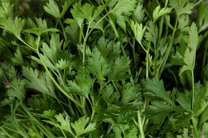 Produktbild Zollinger Bio Petersilie, Italienische Glatte (Keimlinge)