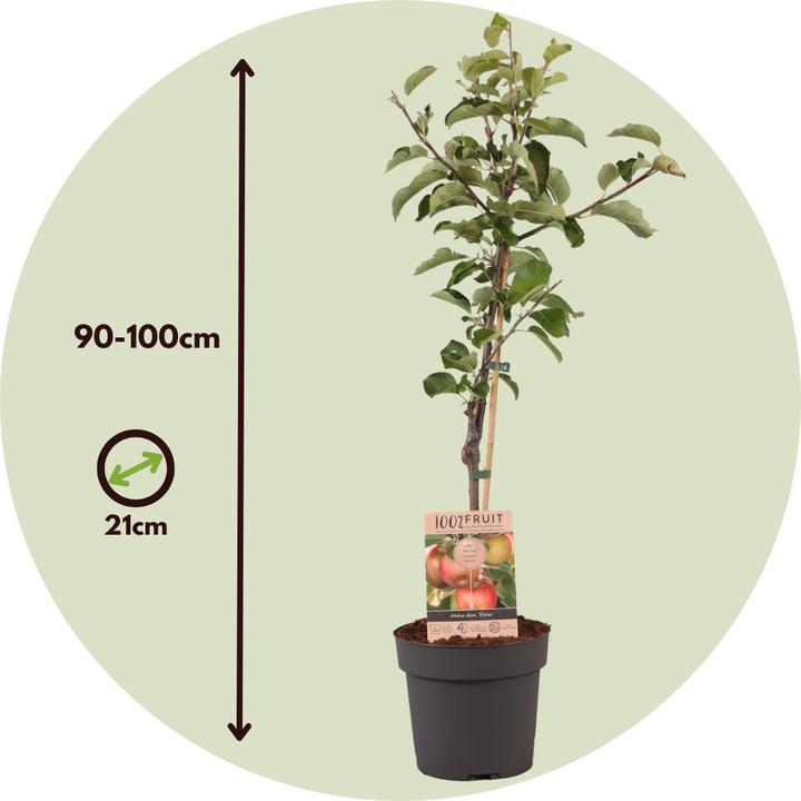 Produktbild Plant in a Box Malus domestica 'Elstar' - Apfelbaum (90 cm)