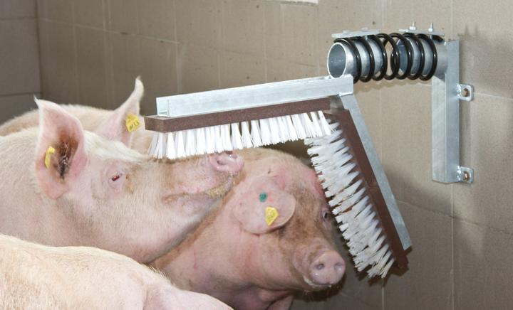 Image du produit Kerbl Grattoir pour porc