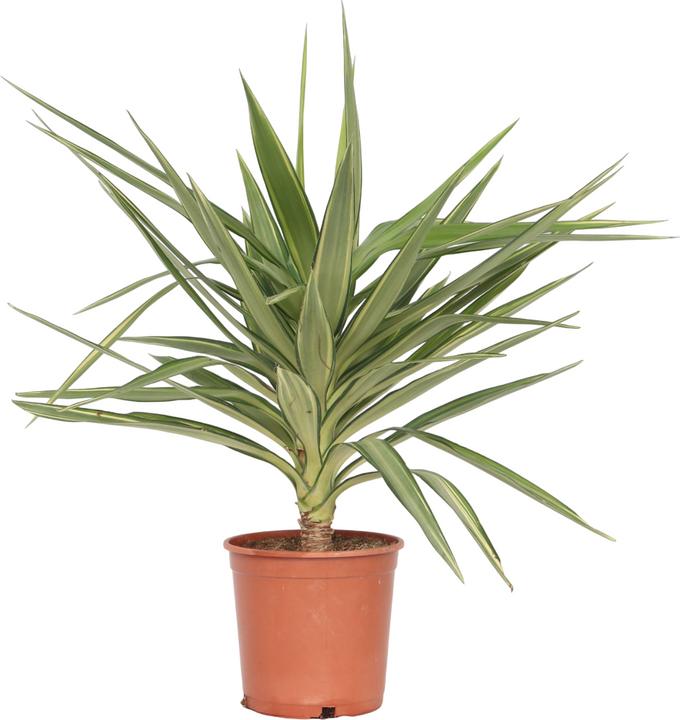 Image du produit Plant in a Box Yucca elephantipes 'Jewel' - Lis de palme (60 cm)