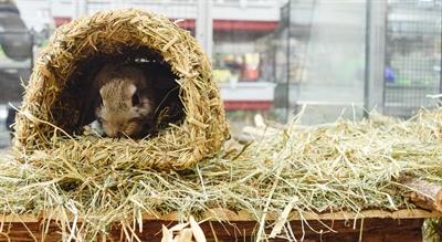 Actual product image Happy Pet Grassy Tunnel