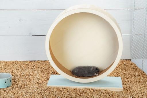 Actual product image Beeztees Bz Wood Wheel Turbani Mint 2