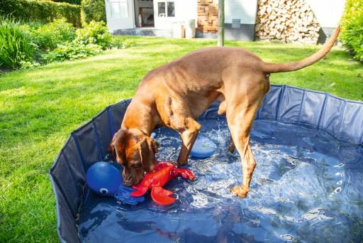 Image du produit Beeztees Piscine pour chiens (Piscine pour chiens)