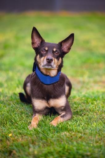 Produktbild Beeztees Bz Quick Cooler Halsb Izi Bla (M, Hund, Allgemein)