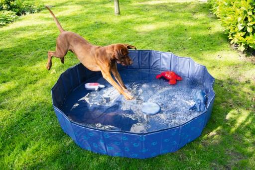 Image du produit Beeztees Piscine pour chiens (Piscine pour chiens)