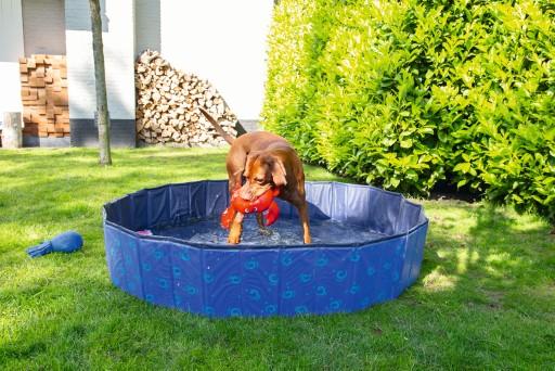 Image du produit Beeztees Piscine pour chiens (Piscine pour chiens)