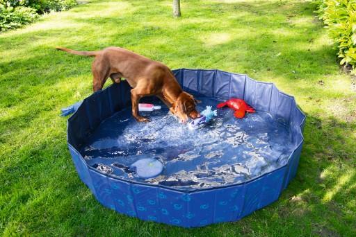 Image du produit Beeztees Piscine pour chiens (Piscine pour chiens)