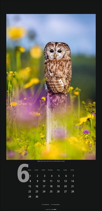 Actual product image Eulen Kalender 2026 (33 x 68 cm, Hardcover, German)