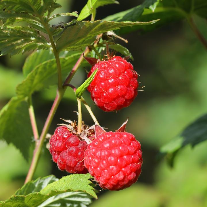 Produktbild Plant in a Box Rubus ideaus 'Autumn Bliss' - 3er Set Himbeerpflanzen (25 cm)