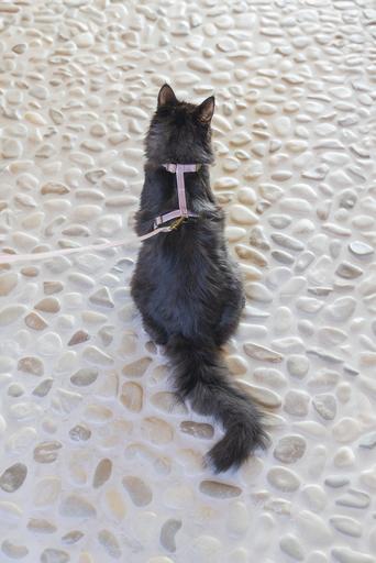 Image du produit Designed by Lotte Harnais de chat Virante (L, Chat, Promenade)