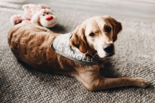 Immagine prodotto Beeztees Bandana Capo singolo (S, Cappotto per cani)