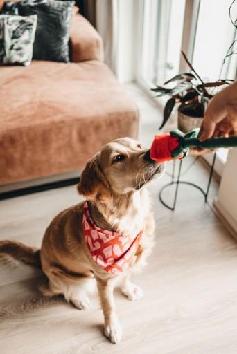 Immagine prodotto Beeztees Bandana Capo singolo (S, Cappotto per cani)
