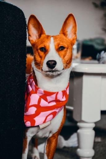 Immagine prodotto Beeztees Bandana Capo singolo (S, Cappotto per cani)