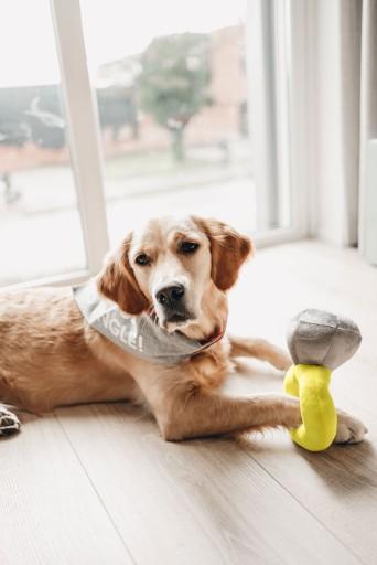 Immagine prodotto Beeztees Bandana Capo singolo (S, Cappotto per cani)