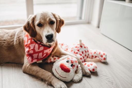Immagine prodotto Beeztees Bandana Capo singolo (S, Cappotto per cani)