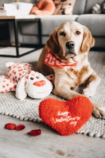 Immagine prodotto Beeztees Bandana Capo singolo (S, Cappotto per cani)
