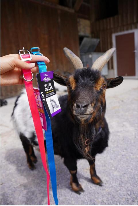 Produktbild Weaver Livestock Ziegenhalsband