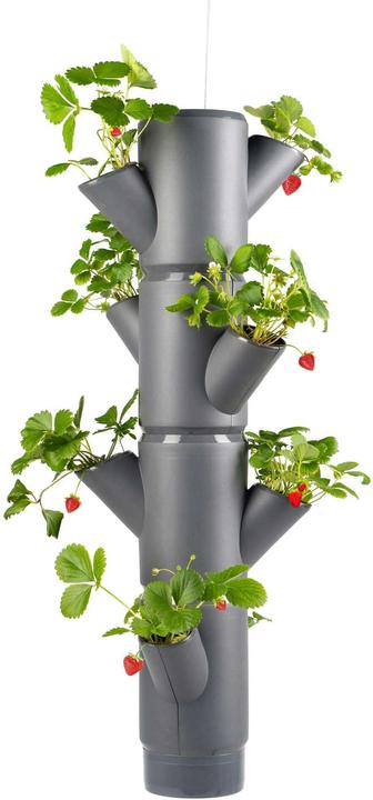 Actual product image Gusta Garden Sissi Strawberry (48 cm)