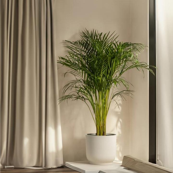 Produktbild Plant in a Box Howea forsteriana - Kentia Palme (130 cm)