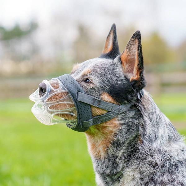 Actual product image Baskerville Muselière INVISA (4, Dog)