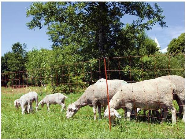 Actual product image Kerbl OviNet sheep net orange Height: 90 cm - single tip