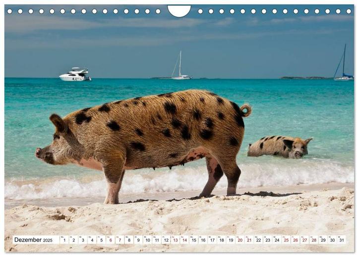 Image du produit Schweine im Dauerurlaub auf den Bahamas! (Wandkalender 2025 DIN A4 quer), Monatskalender (A4, Allemand)