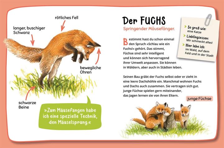 Actual product image Kosmos Mein erster Naturführer, Was lebt im Wald? (German, Julia Hiller, 2023)
