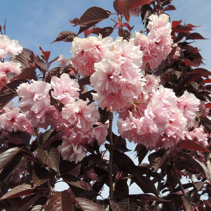 Actual product image Zulauf Jap. Nelken-Kirsche / Prunus serr. 'Royal Burgundy' (80 cm)
