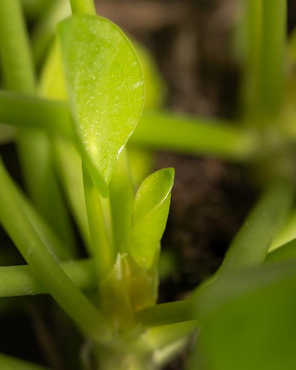 Image du produit feey Plante Ufo (25 cm, Fraîchement rempotés, Respectueux des animaux)