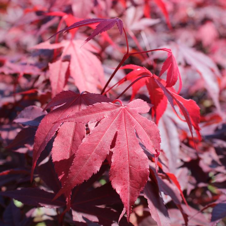 Image du produit Zulauf Japanischer Fächer-Ahorn / Acer palmatum 'Atropurpureum' (80 cm)