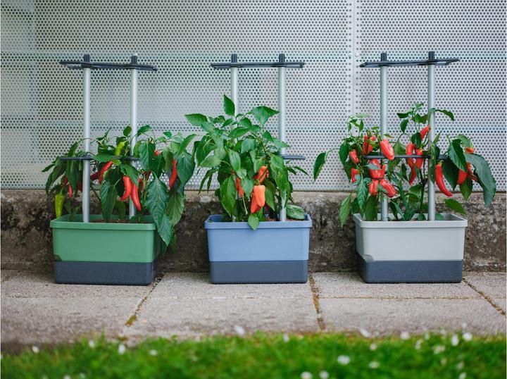 Produktbild Gusta Garden Charly Chili (35 cm)