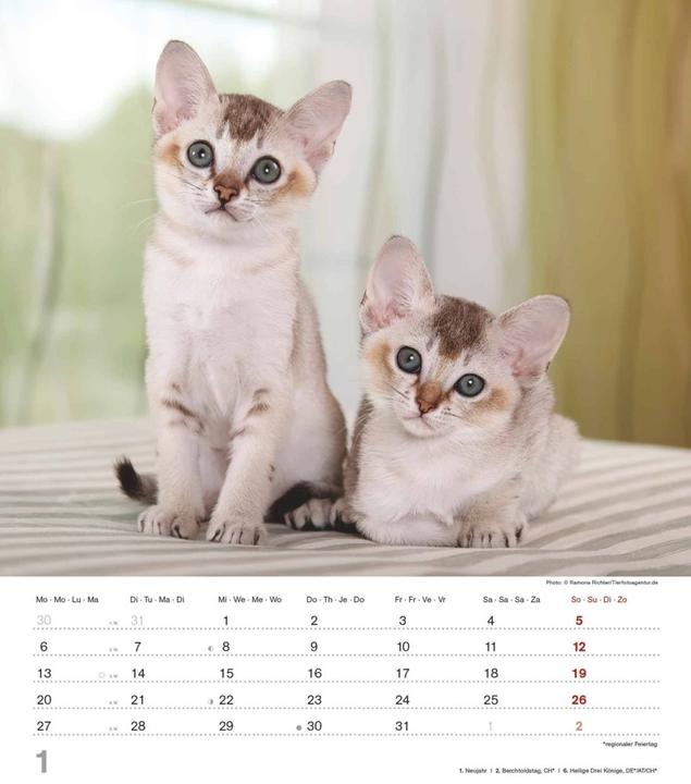 Actual product image Alpha Edition Cute kittens 2025 picture calendar, 30x34cm, calendar with cute kittens (30 x 34 cm, Hardcover, German)