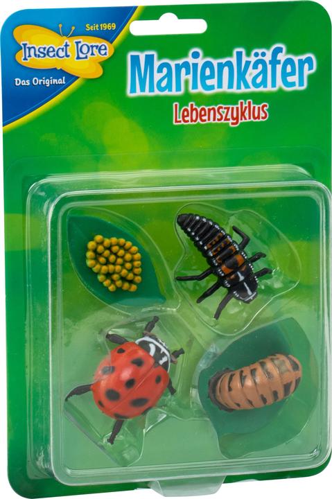 Produktbild HCM Kinzel Marienkäfer Lebenszyklus