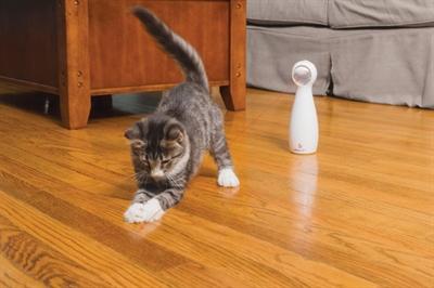 Immagine prodotto PetSafe Bullone (Catmint giocattolo)