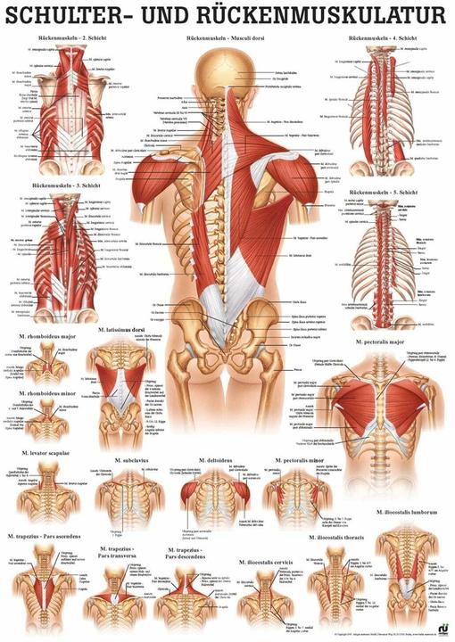 Produktbild Rüdiger Anatomische Lehrtafel (7 x 7 x 50 cm)