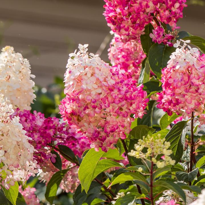Produktbild Plant in a Box Hortensia Paniculata 'Pink Lady', 'Phantom', 'Silver Dollar' - 3er Set Hortensien (25 cm)