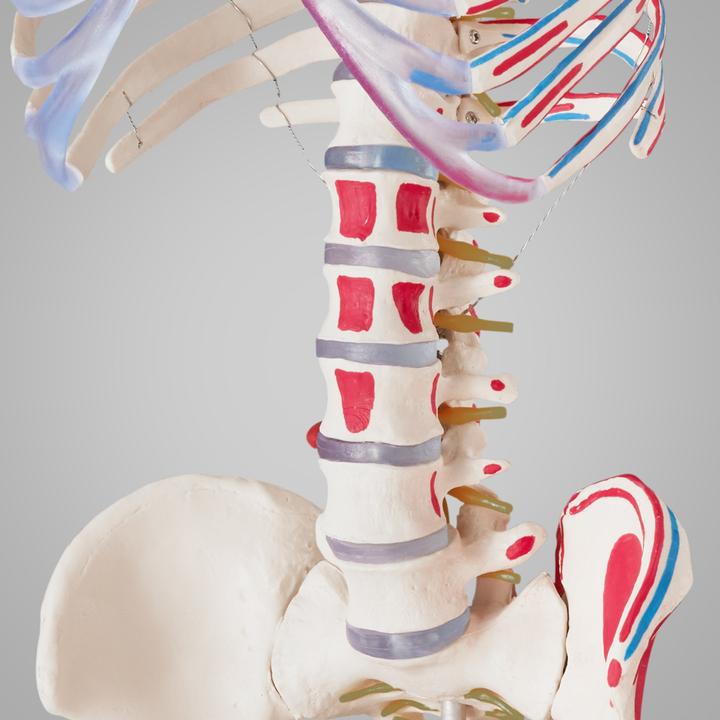 Actual product image tectake Anatomy skeleton