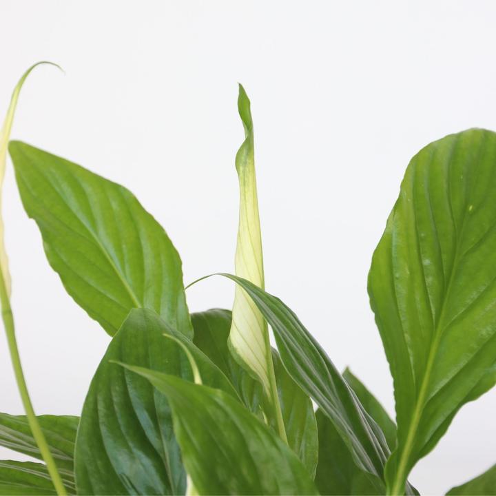 Produktbild Plant in a Box Areca, Asplenium, Clusia, Philodendron, Spathiphyllum - 5er Mischung Lufreinigende pflanzen (25 cm)