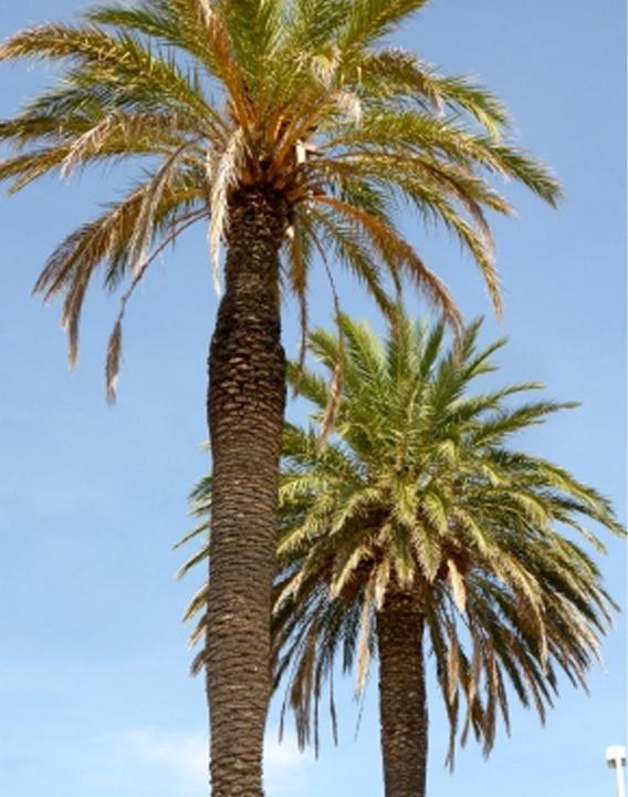 Immagine prodotto Tropica Palma da dattero Phoenix Dactylifera (Semi di piante)