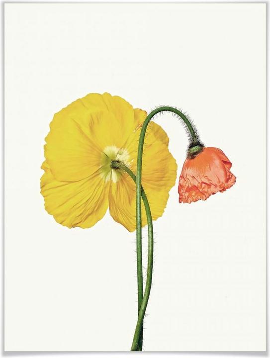 Actual product image Trenddeko The red and yellow flower (30 x 40 cm)