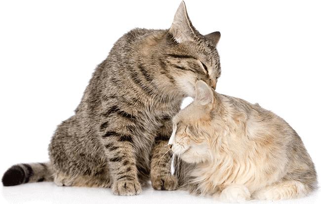 Actual product image Feliway Optimum refill bottle Trio (Cat, 144 ml)