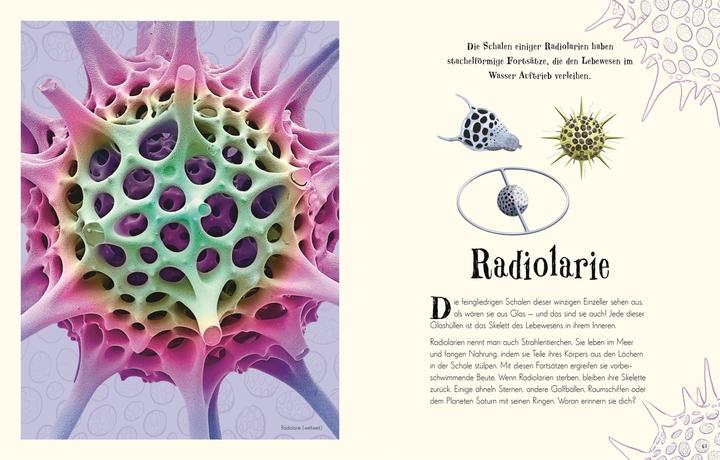 Produktbild Wundervolle Welt der Natur (Deutsch, Ben Hoare, 2020)