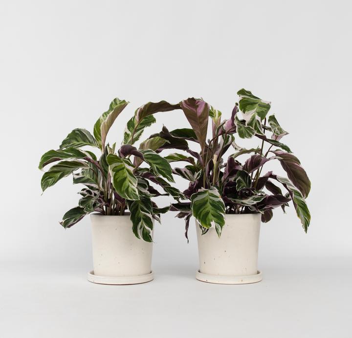 Image du produit Plant in a Box Calathea Lietzei "White Fusion" - Set de 2 maranthes en osier (30 cm)