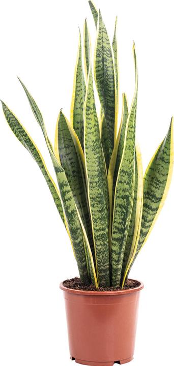 Immagine prodotto Flowerbox Canapa a fiocchi - Sansevieria trifasciata Laurentii (45 cm)