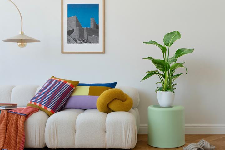 Actual product image Mahaloplants Strelitzia nicolai (65 cm)